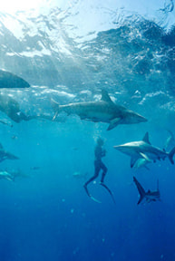 swimming with sharks banner